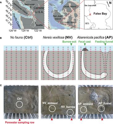 Differential impact of two major polychaete guilds on microbial communities in marine sediments: a microcosm study